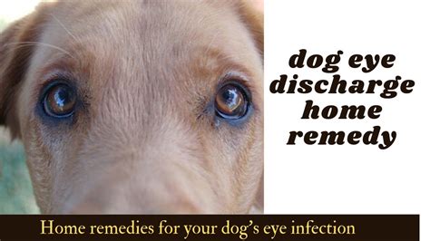 Dog eye discharge home remedy | Home remedies for your dog's eye infection - YouTube