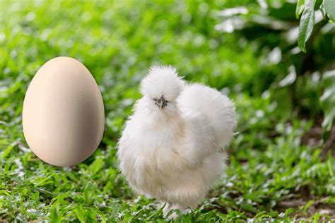 Can You Eat Silkie Chicken Eggs? - Farmpertise