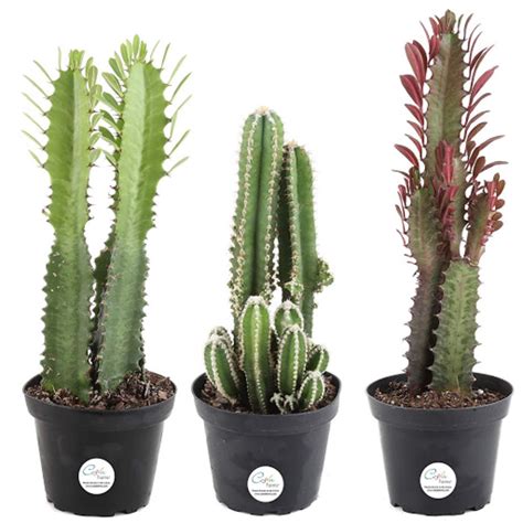 Interesting Facts About Cactus Plants | Apartment Therapy