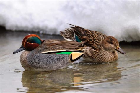 Male vs. Female Ducks (8 Main Differences) - Bird Helpful