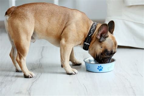 The Best Food for a French Bulldog - A Look at the top 7 brands