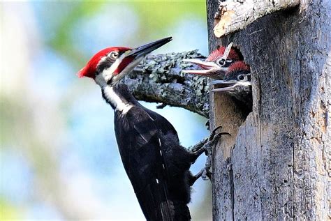 Pileated Woodpecker feeding the babies Photograph by Jo-Ann Matthews - Pixels