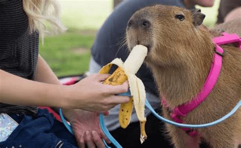 What Do Capybaras Eat? (Top 20 Foods Capybaras Eat)