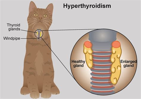 Hyperthyroidism in cats - PDSA