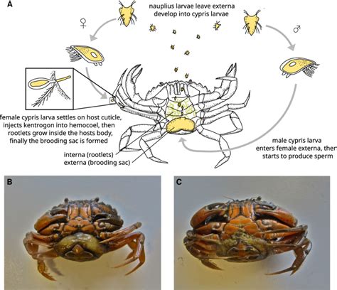 -Life cycle of Sacculina carcini (A). Host crab Carcinus maenas with ...