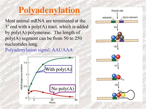 PPT - Transcription PowerPoint Presentation, free download - ID:3976839