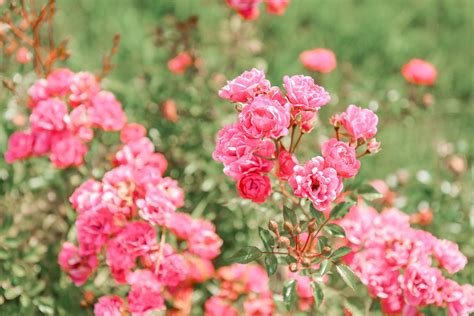 English Roses in the House & Garden