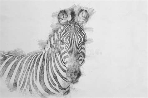 Zebra. Sketch with pencil stock illustration. Illustration of african - 96634051