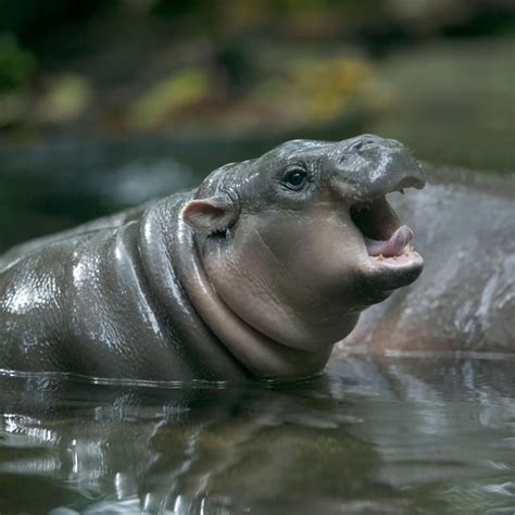 Baby hippo : r/babyanimals