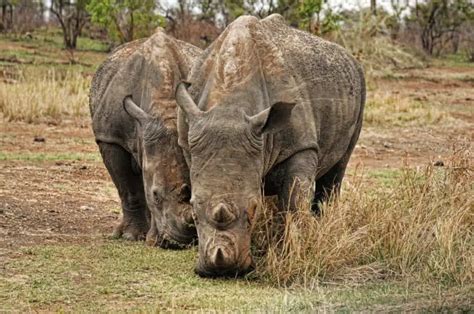 Can You Eat Rhino Meat? (And What Rhino Meat Tastes Like)