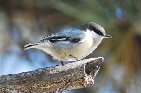 Pygmy Nuthatch (Sitta pygmaea) Pygmy nuthatch feeding on a pine tree ...