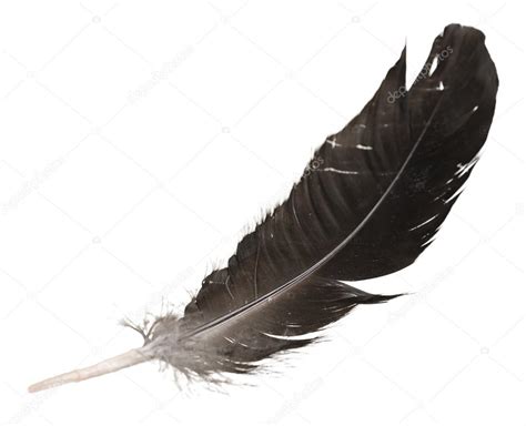 Black bird feather Stock Photo by ©billiondigital 118553360