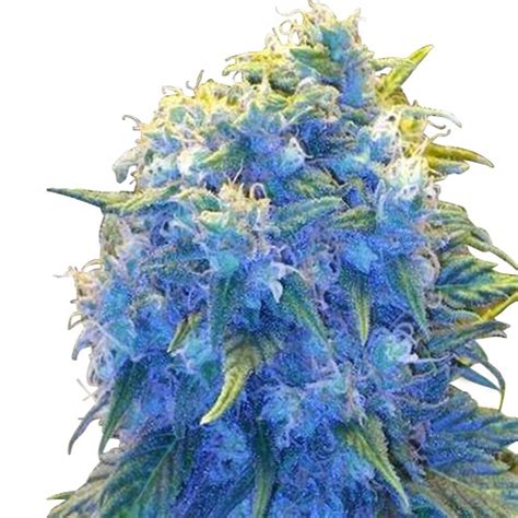 Blue Haze Seeds | Cannabis Seeds Canada