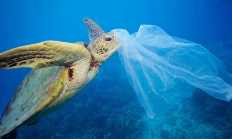 Extinction threat from ocean plastic pollution is growing | World ...