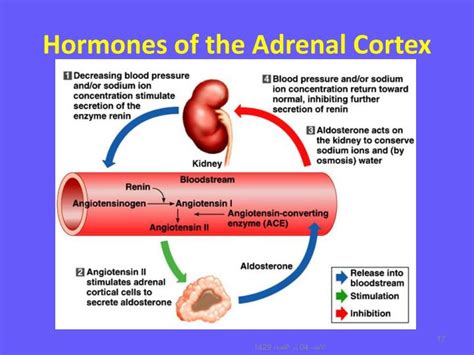 PPT - Hormones of the Adrenal Cortex PowerPoint Presentation - ID:3267629