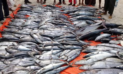 A Day at Lido Beach: How Somali Youth Are Leading the Way in Fisheries ...