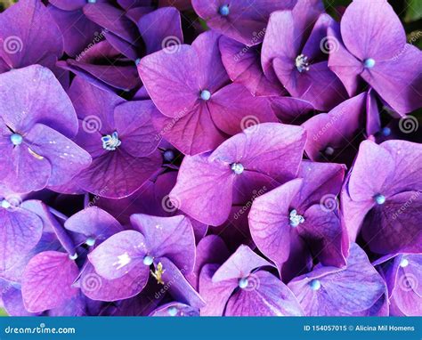 Hydrangeas are the Typical Flowers of the Azores Islands Stock Image - Image of hydrangeas ...