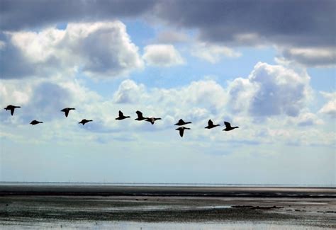 flying geese 2, photo, #1394847 - FreeImages.com