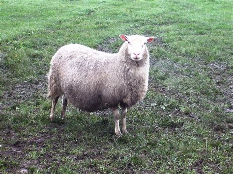 Finnsheep - Finnish Landrace Sheep