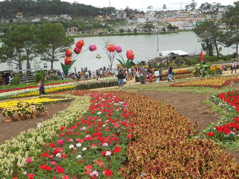 Dalat, Vietnam Flower festival | Flower festival, Dalat, Flowers