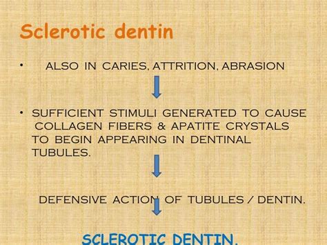 1 enamel dentin pulp