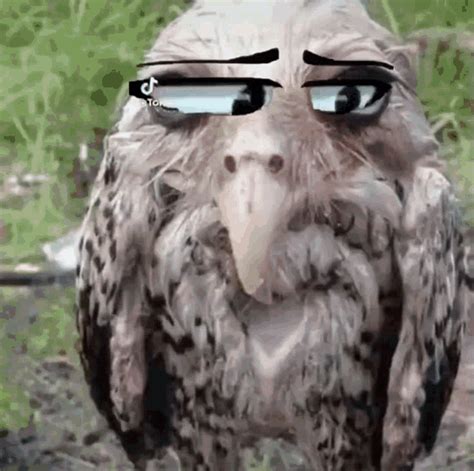 Owl Meme Lamont The Owl GIF - Owl Meme Lamont The Owl Rhysispoggers ...