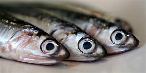 Peru Faces Anchovy Shortage - Business Insider