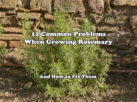 12 Common Problems When Growing Rosemary (And What to Do) – Gardening Break