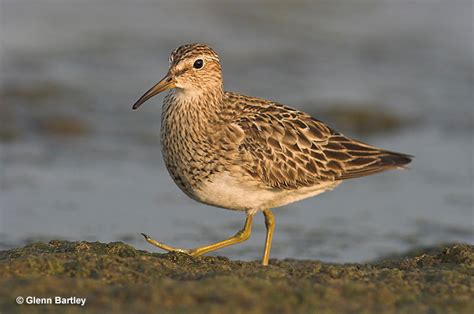 Pectoral Sandpiper - ID, Facts, Diet, Habit & More | Birdzilla