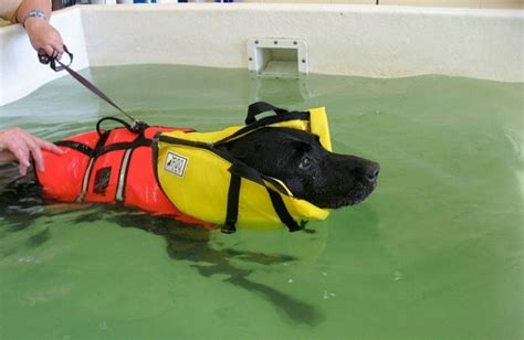 The Benefits of Hydrotherapy for Your Dog | BeChewy