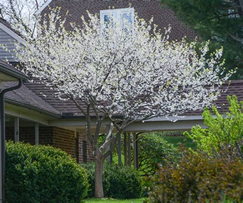 White Flower Eastern Redbud 10" Pot - Hello Hello Plants & Garden Supplies