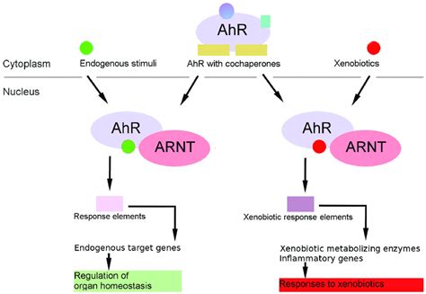 The AhR genomic pathway. AhR resides in cytosol in a complex of ...