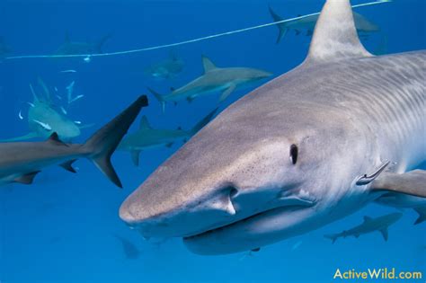 Tiger Shark Facts For Kids: Pictures, Information & Video.
