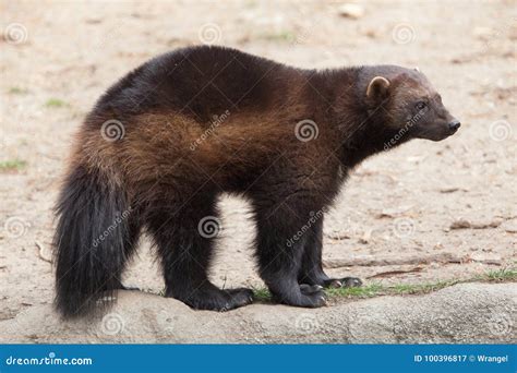 Wolverine Gulo gulo stock image. Image of gluttons, mustelidae - 100396817