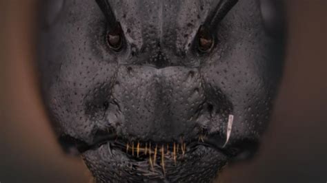 This super magnified image of an ant’s face will send a chill down your spine. Viral ...