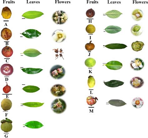 Fruit, leaves and flower morphology of Garcinia L. species utilized in... | Download Scientific ...