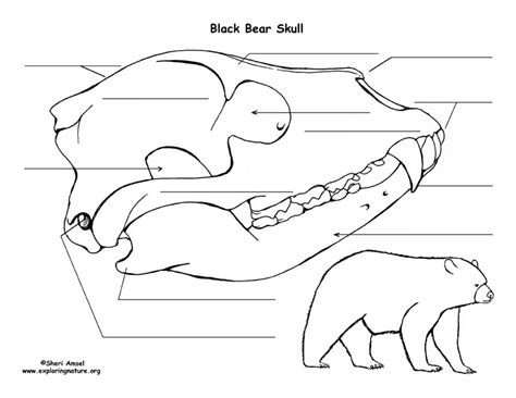 [DIAGRAM] Polar Bear Mouth Diagram - MYDIAGRAM.ONLINE