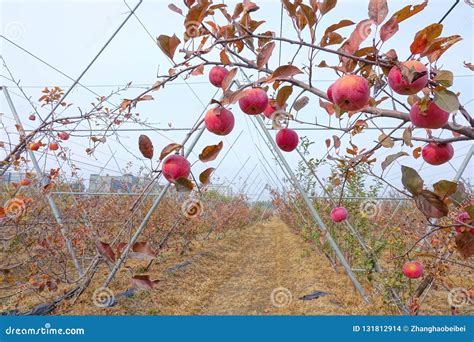 Apple orchard stock photo. Image of fruitage, apple - 131812914