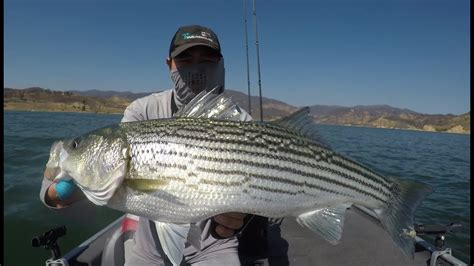 Striped Bass Size Limit California