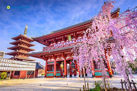 DU LỊCH NHẬT BẢN MÙA HOA ANH ĐÀO [OSAKA – KYOTO – NAGOYA - TOKYO-PHÚ SĨ ...