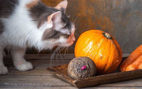 Is pumpkin good for your cat? - Catit