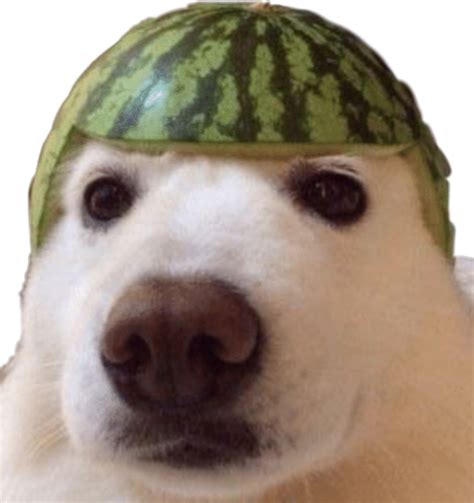 Download Dank Meme Dankememe Dankmemes Yeet Dog Watermelon Doggo - Dog Dank Memes Png - HD ...