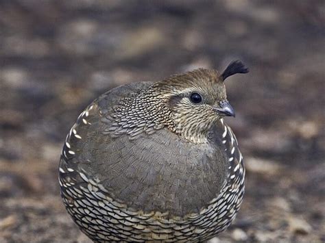 Birds of The World: New World Quail (Odontophoridae)