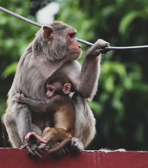 India / Wildlife | Monkey photography, Wildlife, Baby monkey