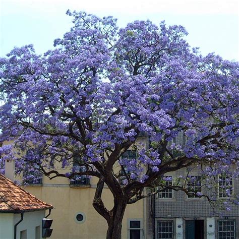 PERAGASHOP 1 PLANT by Paulownia TOMENTOSA MIELIFERA PERFUMED Flowers Purple : Amazon.co.uk: Garden