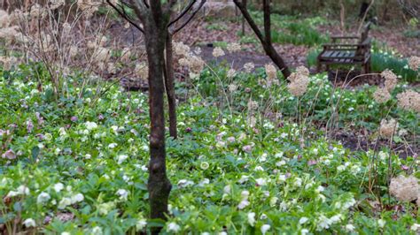 Flowering Evergreen Plant Ideas - A Garden in Progress