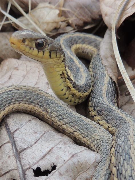 PA HERP IDENTIFICATION » Eastern Gartersnake