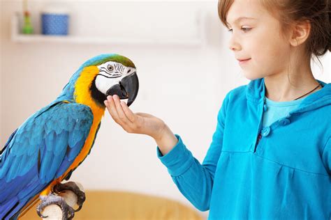 5 things you should know before adopting a parrot — Boutiques d'animaux ...