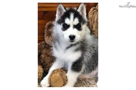 Balto: Siberian Husky puppy for sale near Southeast Missouri, Missouri. | ced89e30-7ab1