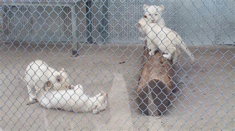 The White Lion Cubs at the Toronto Zoo